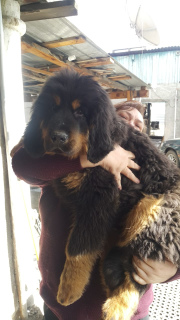 Photo №2 to announcement № 5721 for the sale of tibetan mastiff - buy in Kazakhstan from nursery, breeder