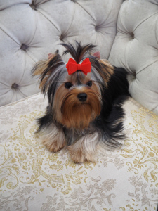 Photo №4. I will sell yorkshire terrier in the city of Kirov. private announcement, from nursery - price - 424$