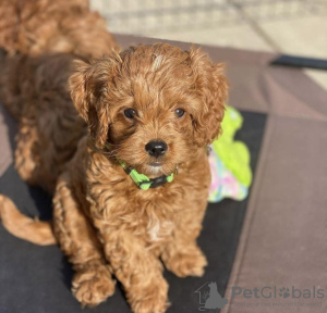 Photo №1. poodle (toy) - for sale in the city of Dubai | negotiated | Announcement № 34873