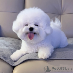 Photo №1. bichon frise - for sale in the city of Задар | Is free | Announcement № 96372