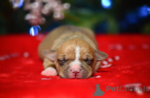 Photo №3. Amstaff puppies from the kennel. Russian Federation