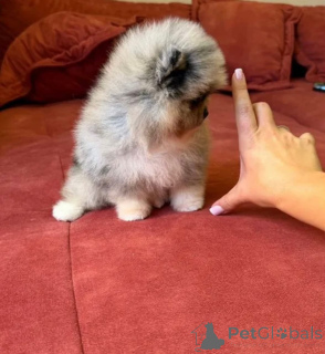 Photo №2 to announcement № 174873 for the sale of pomeranian - buy in Germany private announcement