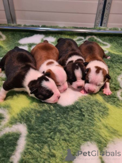 Photo №1. american staffordshire terrier - for sale in the city of Zagreb | negotiated | Announcement № 169322