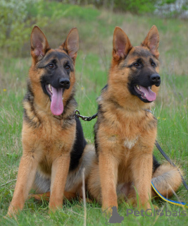 Photo №3. German Shepherd puppies. FCI.. United States