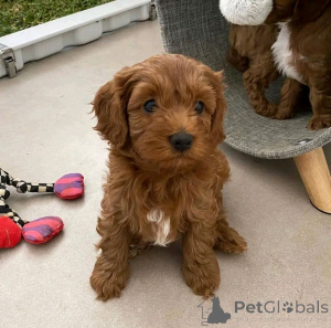 Photo №2 to announcement № 139075 for the sale of kavapu - buy in Germany private announcement, breeder