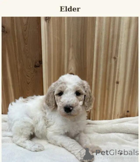 Photo №4. I will sell poodle (toy) in the city of UCCLE.  - price - 599$