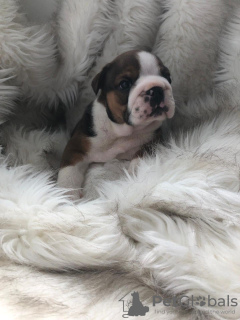 Photo №3. Healthy English Bulldog Puppies for sale. Germany