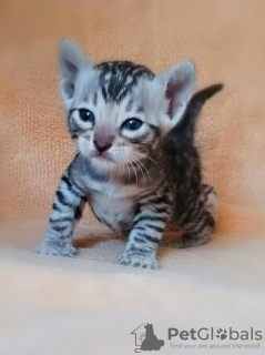 Additional photos: Bengal kittens for sale