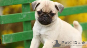 Photo №1. pug - for sale in the city of Munich | 370$ | Announcement № 107531