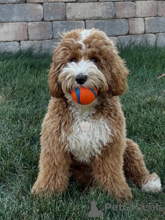 Photo №3. Meet Milo, our joyful little explorer! Smart, loving, and always ready to. Finland