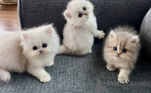 Photo №1. persian cat - for sale in the city of Eschborn | 361$ | Announcement № 172326