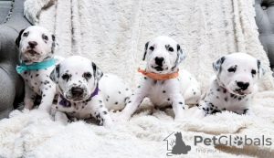 Photo №1. dalmatian dog - for sale in the city of Vienna | 400$ | Announcement № 38268