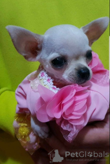 Additional photos: Princess mini chihuahuas