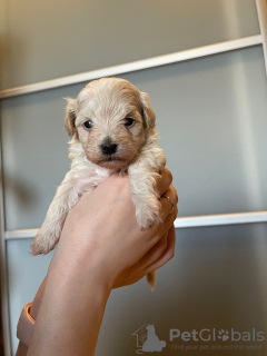 Photo №3. Maltipu F1 premium Korean type. Belarus