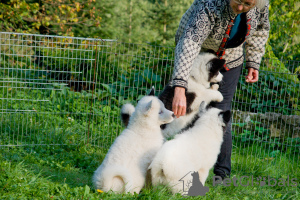 Additional photos: A charming little dog - a yakut choke