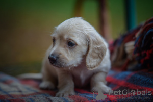 Photo №1. dachshund - for sale in the city of Kiev | 1053$ | Announcement № 8112
