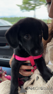 Photo №3. Labrador retriever puppy looking for forever home. Lithuania