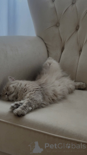 Photo №4. I will sell persian cat in the city of Tbilisi. breeder - price - 150$