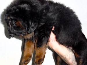 Photo №3. Tibetan mastiff puppies. Russian Federation