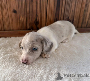 Photo №3. Toilet trained dachshunds. United States