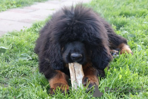 Photo №2 to announcement № 170677 for the sale of english mastiff - buy in Serbia breeder
