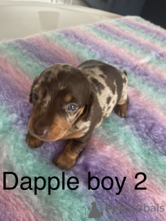 Photo №1. dachshund - for sale in the city of Paris | negotiated | Announcement № 142153