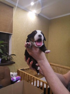 Photo №3. Bernese Sennenhund puppies are offered for reservation. Russian Federation