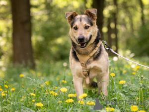 Photo №4. I will sell non-pedigree dogs in the city of Moscow river. private announcement - price - Is free