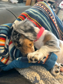 Photo №1. dachshund - for sale in the city of Berlin | 568$ | Announcement № 164806