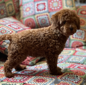 Additional photos: Toy Poodle puppies for sale