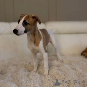 Photo №1. whippet - for sale in the city of Trayskirchen | 465$ | Announcement № 170138
