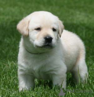 Photo №2 to announcement № 143861 for the sale of golden retriever - buy in Sweden private announcement, breeder