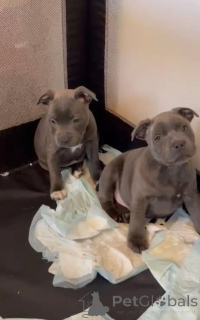 Photo №1. staffordshire bull terrier - for sale in the city of Aizlingen | 361$ | Announcement № 170178
