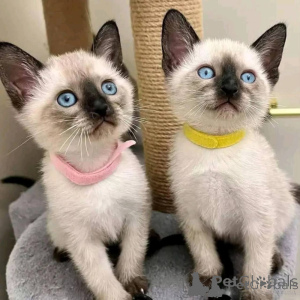 Photo №1. siamese cat - for sale in the city of Busko-Zdrój | negotiated | Announcement № 170965