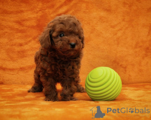 Photo №2 to announcement № 159115 for the sale of poodle (toy) - buy in Germany 