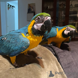 Photo №1.  - for sale in the city of Gaziantep | negotiated | Announcement № 162192