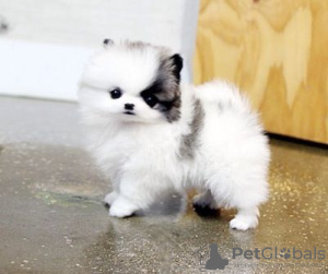 Photo №2 to announcement № 21504 for the sale of pomeranian - buy in United States private announcement