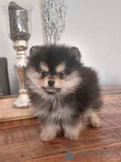 Photo №1. pomeranian - for sale in the city of Dubai | negotiated | Announcement № 35337