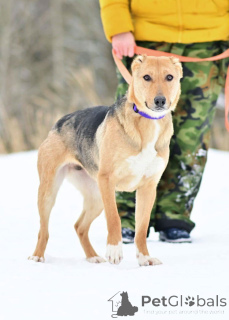 Photo №1. non-pedigree dogs - for sale in the city of Moscow river | Is free | Announcement № 164558