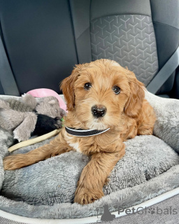 Photo №2 to announcement № 156421 for the sale of labradoodle - buy in Austria private announcement