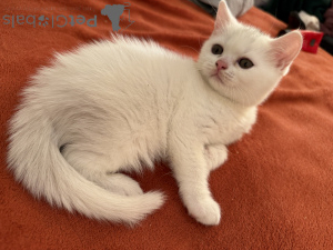 Photo №3. We are looking for caring and loving masters for our kids. France