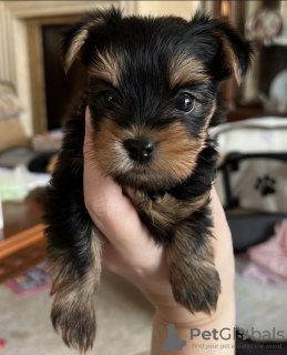 Photo №2 to announcement № 121635 for the sale of yorkshire terrier - buy in United Kingdom private announcement, from the shelter