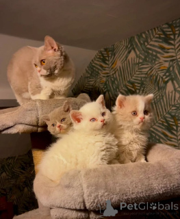 Photo №1. selkirk rex shorthair - for sale in the city of Basel | 361$ | Announcement № 169320