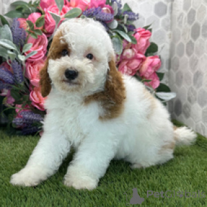Photo №3. Meet Ace, a stunning 10-week-old male Poodle ready to become the heart of your. Germany