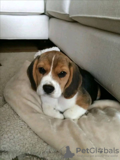 Photo №2 to announcement № 131712 for the sale of beagle - buy in Russian Federation private announcement