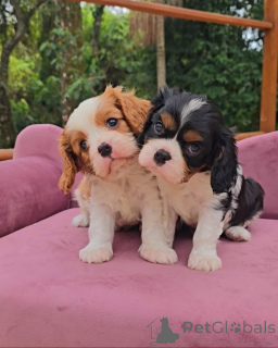 Photo №2 to announcement № 173352 for the sale of cavalier king charles spaniel - buy in Germany 