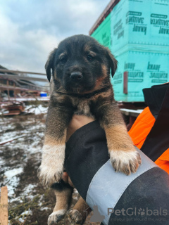 Additional photos: Baby puppies are urgently looking for a home!