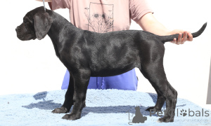 Photo №3. CALYPSO OF SPQR CORSO. Romania