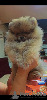 Photo №2 to announcement № 18112 for the sale of pomeranian - buy in Russian Federation from nursery