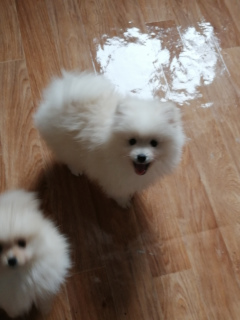 Photo №4. I will sell german spitz in the city of Tula. from nursery - price - 402$